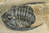 Diademaproetus Trilobite - Foum Zguid, Morocco #363111-1